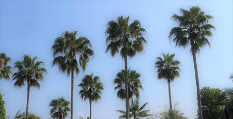 Fototapeta premium Palm trees on a blue background for wallpaper, wind blowing leaves