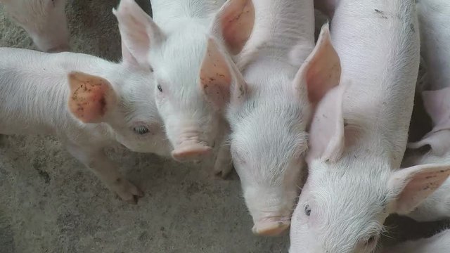Many white pig farms are excited when seeing the camera. And ran, he came to explore with doubt
