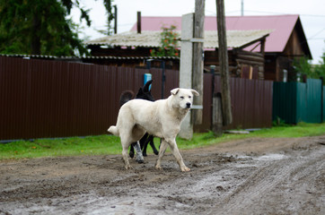 Two domestic dog black and white walking on North country road in the background of the fence.