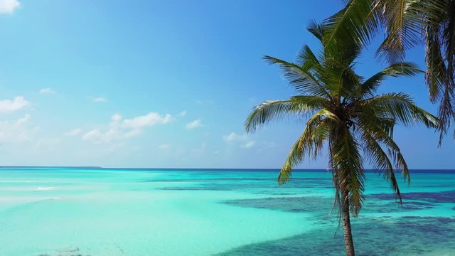 Aerial view of a Palm tree in front of turquoise water and a blue sky. In the Philippines. Dolly out