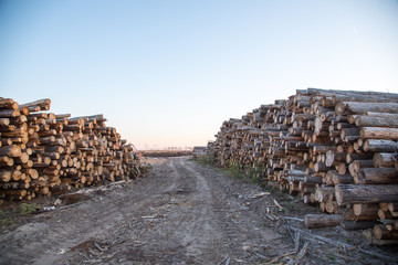 pile of wooden logs