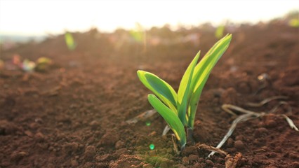 Four rice seedlings With the evening sunshine