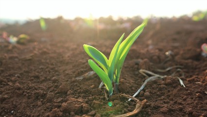 Four rice seedlings With the evening sunshine