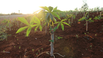 Cassava seedlings in Thailand