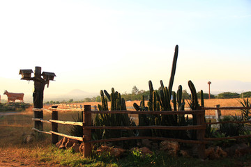 The natural environment inside the farm with bird's house made with old wooden was built on the farm for allow birds to live naturally.