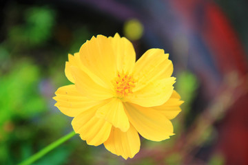 Yellow flowers fresh and blooming with blurred natural background.