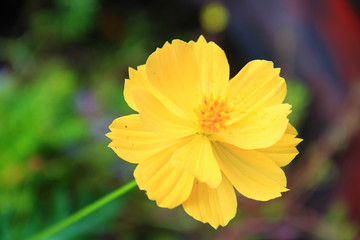 Yellow flowers fresh and blooming with blurred natural background.