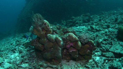 Bluefin trevally, Caranx melampygus closeup in Andaman sea