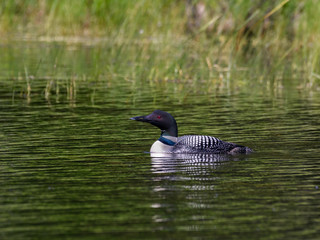 Obraz premium Common loon Swimming along Lake's Shore with Green Plants