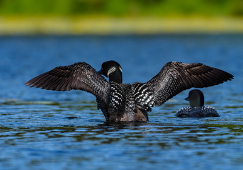 Common Loon Splashing Water With Open Wings