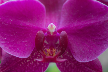 macro de orquidea magenta