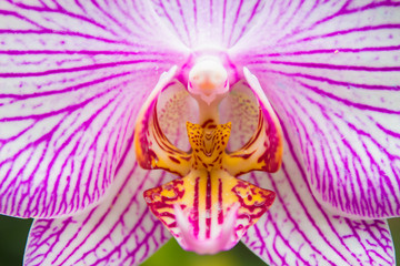 detalle de orquidea rosa
