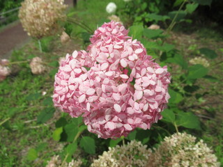 Hydangea