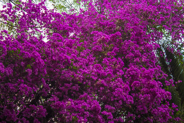 Arbol de bugambilia morada