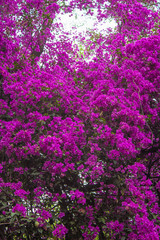 Obraz premium Arbol de bugambilia