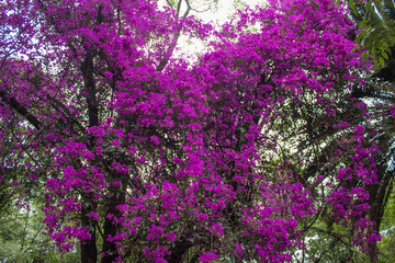 Obraz premium Arbol de bugambilia floreciendo
