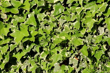 Common ivy or Hedera helix or English ivy or European ivy or Ivy flowering clinging evergreen vine...