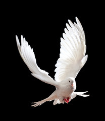 Flying white doves on a black background