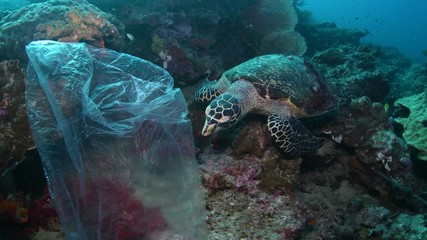 Hawksbill sea turtle trying to eat plastic bag floating in tropical coral reef