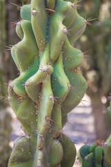 detalle de cactus 
