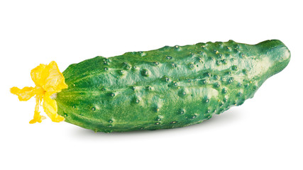 Cucumber. Perfectly Retouched Single Fresh Cucumber with Flower Isolated on White. Full Depth of Field  
