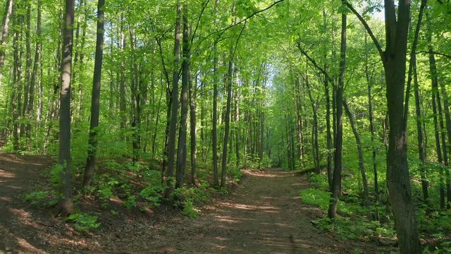 Aerial pull away shot over the forest path. Summer day in the forest. many different trees: pines, maples, mountain ash ... A fork in the path is visible.