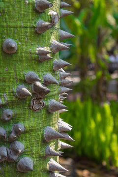 detalle de tronco de arbol jaiba