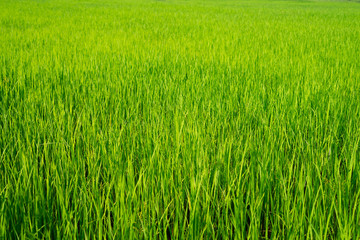 The light that falls splash of green fields