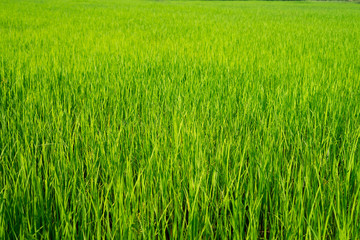 The light that falls splash of green fields