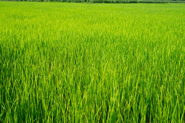 The light that falls splash of green fields