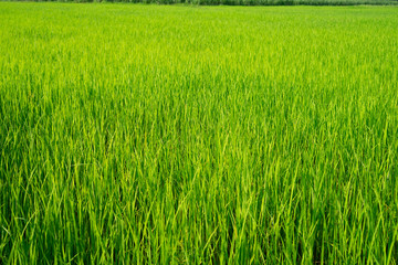 The light that falls splash of green fields