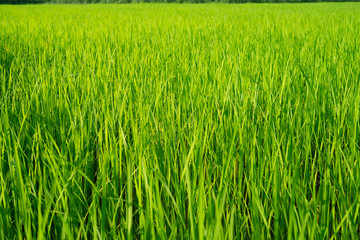 The light that falls splash of green fields