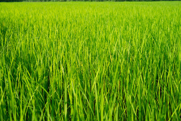 The light that falls splash of green fields