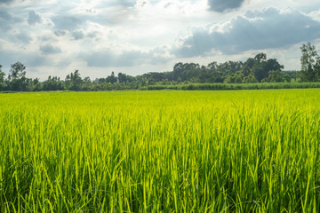 The light that falls splash of green fields