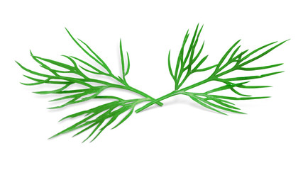 Dill Isolated on White. Fresh Dill Herb, Full Depth of Field