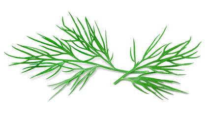 Dill Isolated on White. Fresh Dill Herb, Full Depth of Field