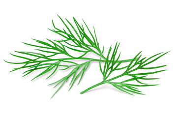 Dill Isolated on White. Fresh Dill Herb, Full Depth of Field