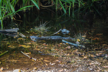 Cocodrilo bajo el agua