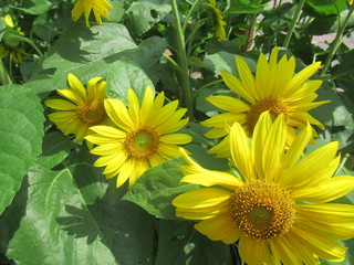 Obraz premium Sunflower