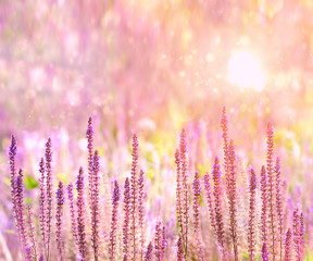 purple flowers of decorative sage field in sunlight. Beautiful summer flowers background. Bumbleberry Salvia, Woodland Sage in flower garden. Gentle toned flower in summer. copy spase