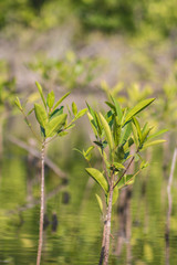 Naklejka premium Pequeño arbol en reforestación de Manglar