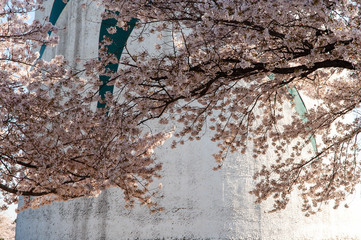 巨大な塔と満開の桜