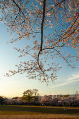 長く伸びた枝に咲く桜