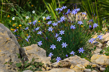 On a mountain on the Spanish Mediterranean coast grows this small flower with blue flowers. It's...
