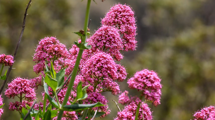 Purple beautiful flowers of the Ivory Queen in sunshine on a mountain on the Mediterranean coast of Spain.