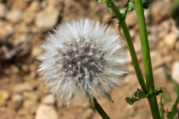 A white ball with seeds. The flower is called dandelion and is ready to hand over the seeds to the wind. On a mountain on the Spanish Mediterranean in sunshine.
