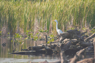 Gaviota en Manglar