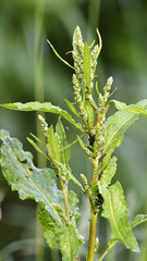 Black aphid on the stem of a green plant.