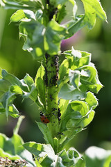A ladybird on a thistle with aphids.