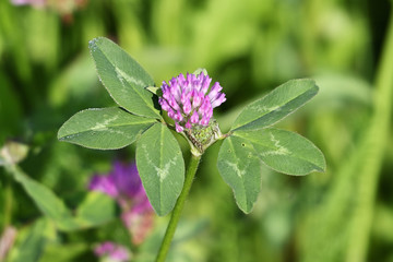 Pink clover flowers with green leaves.